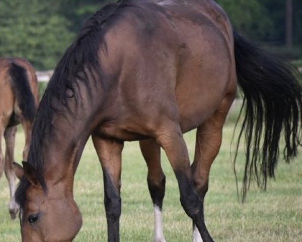 broodmare Beautiful Life I (Hanoverian, 2008, from Bertoli W)