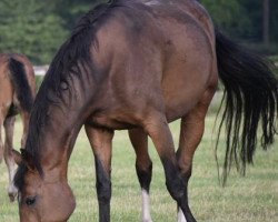 broodmare Beautiful Life I (Hanoverian, 2008, from Bertoli W)