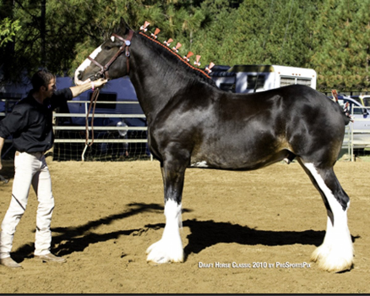 horse Redd Barney's Commanders Mark (Clydesdale, 2007, from West Edge Commander)