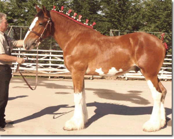 horse Redd Barney's Commander Reno (Clydesdale, 2005, from West Edge Commander)