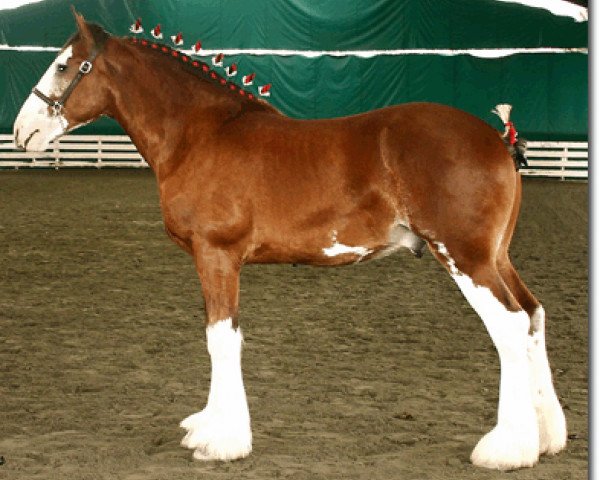 horse Redd Barney's Braveheart (Clydesdale, 2004, from West Edge Commander)