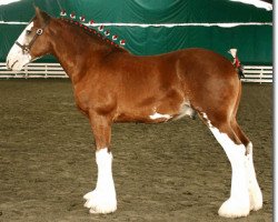 Pferd Redd Barney's Braveheart (Clydesdale, 2004, von West Edge Commander)