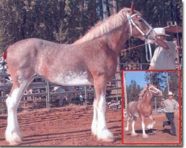 Pferd Redd Barney's Amazin Grace (Clydesdale, 2003, von West Edge Commander)