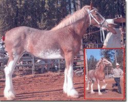 Pferd Redd Barney's Amazin Grace (Clydesdale, 2003, von West Edge Commander)