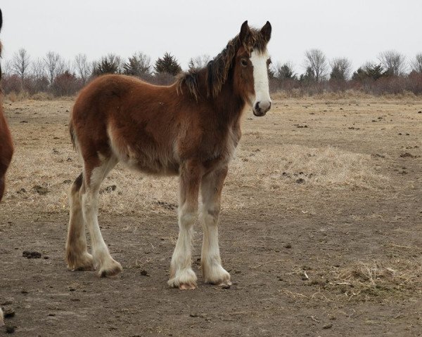 Pferd Bohl's Lilly (Clydesdale, 2017, von Paula's Sensational Chance)