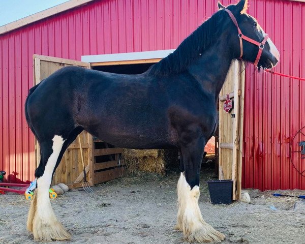 broodmare Eastview's Sunday Rose (Clydesdale, 2012, from Midnight Mad Max)