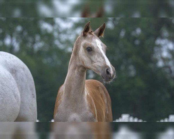 broodmare TAYLINA (Westphalian, 2020, from Tangelo van de Zuuthoeve)