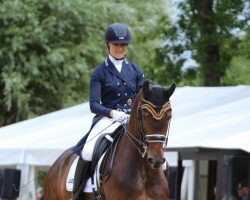 dressage horse Sunrise 154 (Hanoverian, 2009, from Sir Donnerhall I)