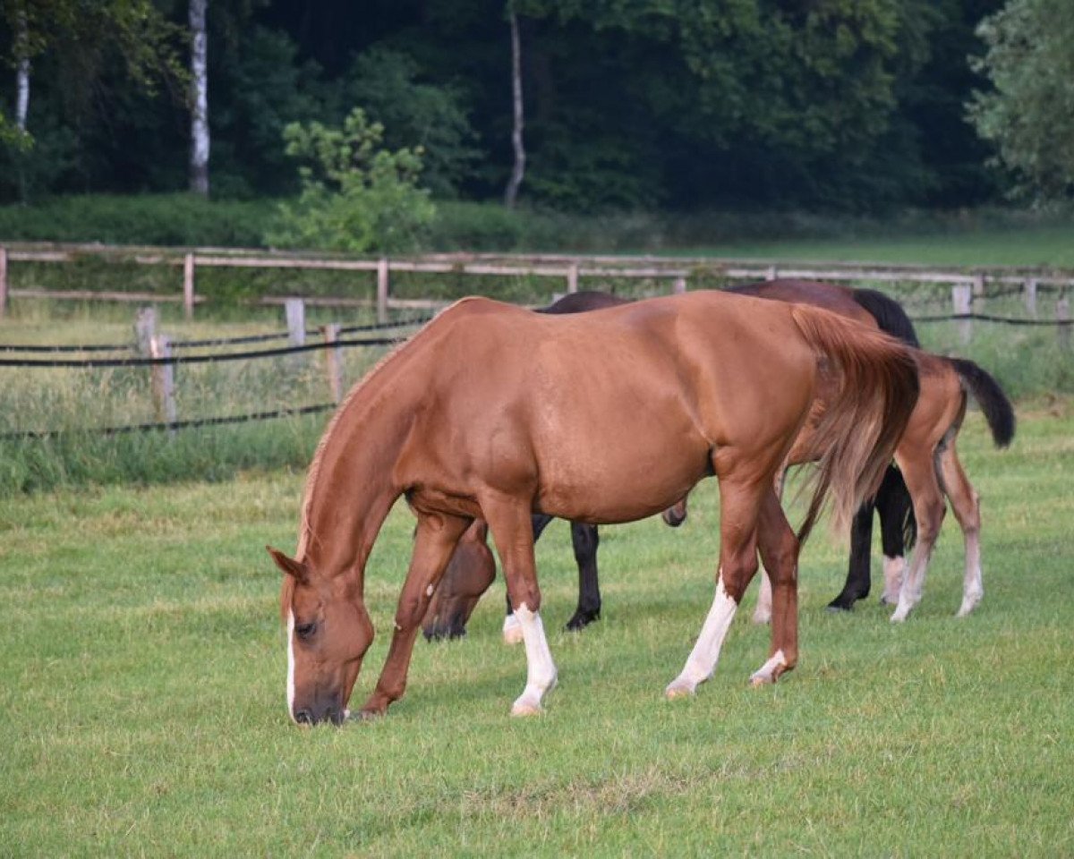 Zuchtstute Bonfire Heart (Hannoveraner, 2006, von Breitling W)