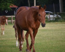 Pferd West Virginia (Westfale, 1999, von Weltmeyer)