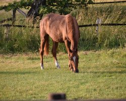 broodmare Finja (Hanoverian, 2018, from Feuertanz)