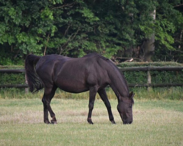 broodmare Donna (Westphalian, 2001, from Donnerhall)