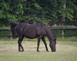 Pferd Donna (Westfale, 2001, von Donnerhall)