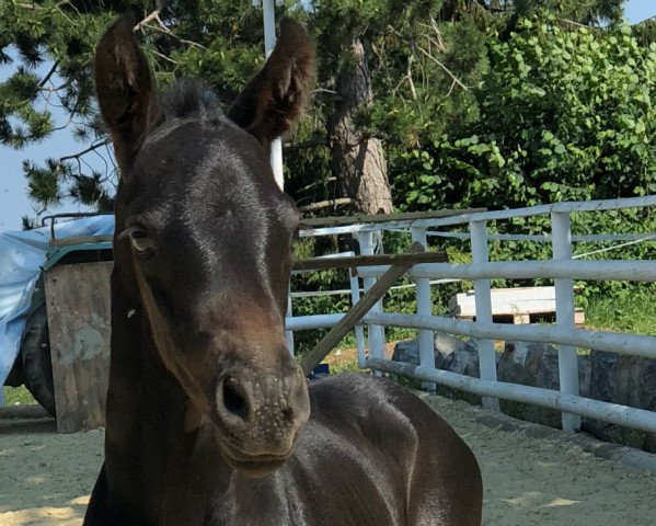 horse Kadina (Holsteiner, 2018, from Kannan)