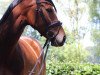 broodmare Bubbels 3 (Westphalian, 2016, from Bellini Royal)