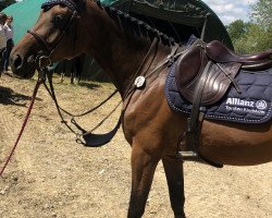 broodmare Olyn du Soleil (Hanoverian, 2016, from Orlando van de Heffinck)