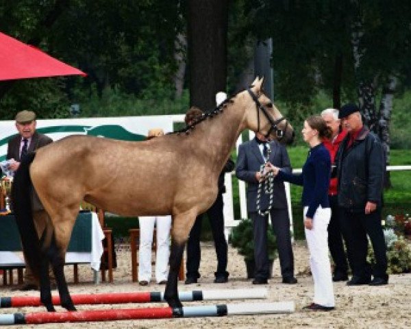 horse Alaska Kinská (Kinsky horse, 2010, from 918 Alois)