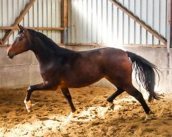 dressage horse ... (Hanoverian, 2017, from For Romance I)