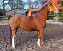 broodmare bella donna (Hanoverian, 2011, from Belissimo NRW)