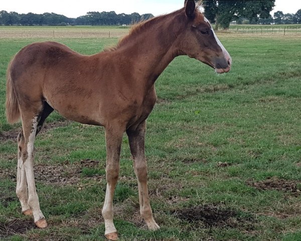 broodmare Jamaika dream (Oldenburg, 2019, from Janeiro Platinum)