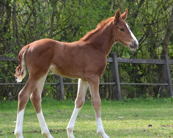 dressage horse st.lucia (Oldenburg, 2017, from Sweet Hero)