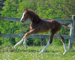 dressage horse Altefelds Shicolatta (German Sport Horse, 2018, from Sweet Hero)