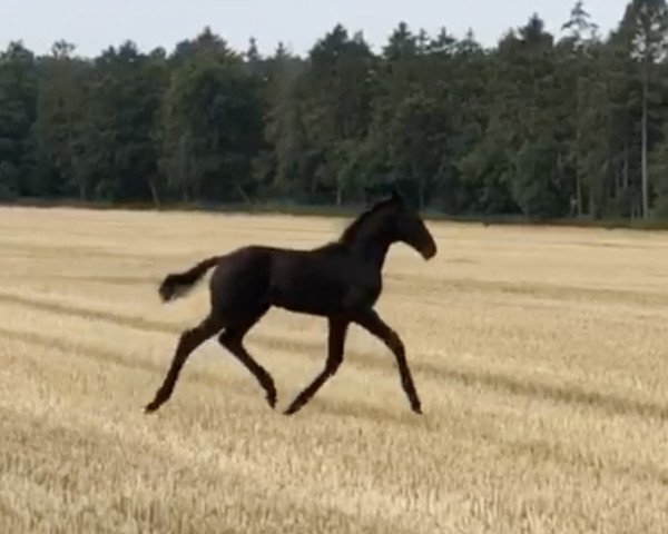 Dressurpferd Hengst von Marc Cain / Florestan I (Oldenburger, 2019, von DSP Marc Cain)