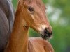 dressage horse Frida (Westphalian, 2020, from First Deal)