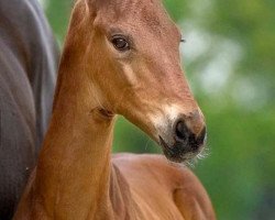 dressage horse Frida (Westphalian, 2020, from First Deal)