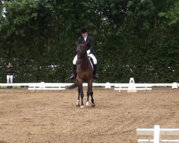 Reitturnier Willich-Anrath-Neersen 2015