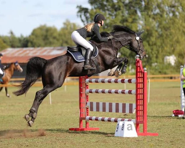 horse Lucky Romeo (Swedish Warmblood, 2009, from Lucky Point)