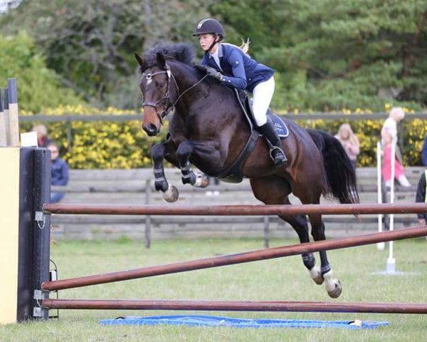 horse Giuliah's Caesar (Swedish Warmblood, 2012, from Cartier 187 FIN)