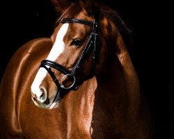 dressage horse Lucky Flitzer (Hanoverian, 2011, from Don Frederico)