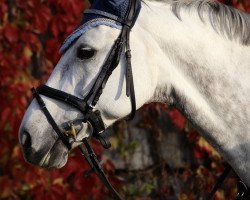 broodmare Quan Aimeé (German Sport Horse, 2007, from Quaterback)