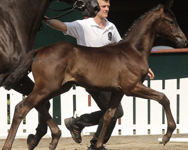 dressage horse Fliedertänzer (Trakehner, 2017, from Helium)