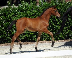 dressage horse Stute von Damsey (Westphalian, 2018, from Damsey FRH)