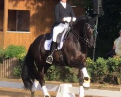 dressage horse Koenigsberg 11 (Trakehner, 2010, from Imperio 3)