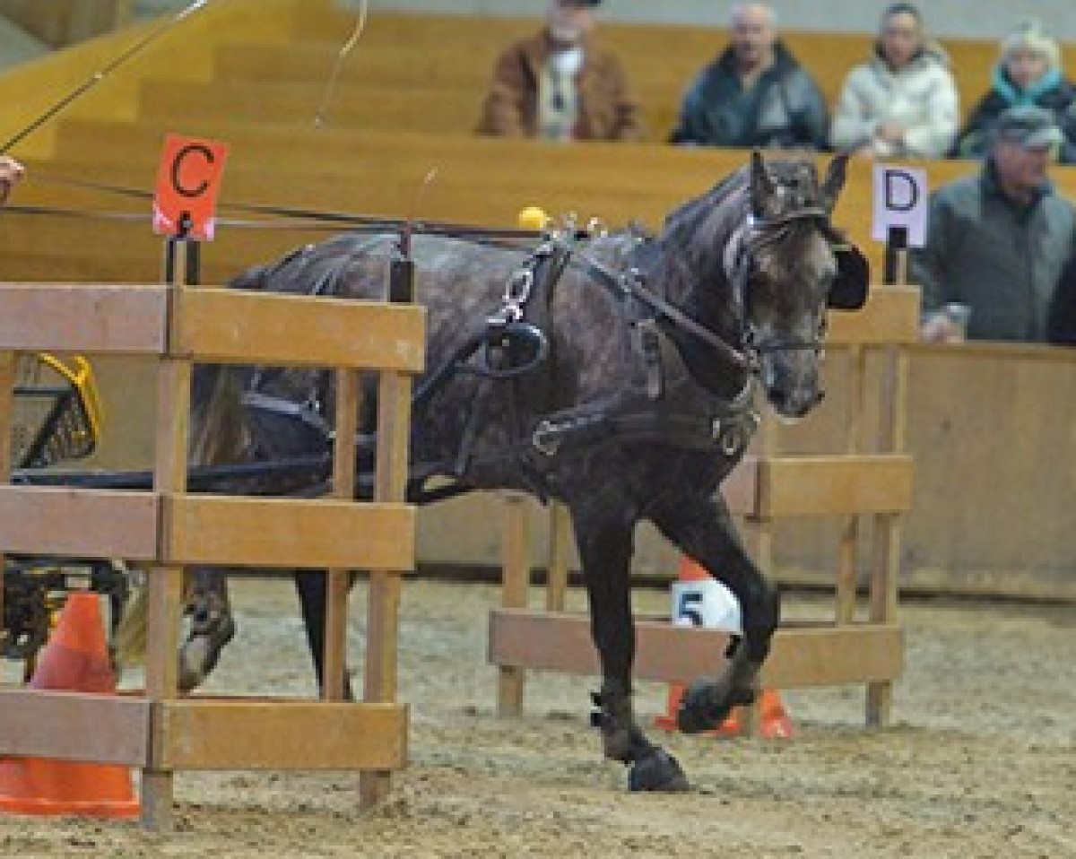Springpferd Märchenprinz (Deutsches Reitpony, 2011, von Makuna Matata WE)