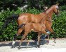 dressage horse Lucky Seven 6 (Westphalian, 2018, from Los Arpeggio)