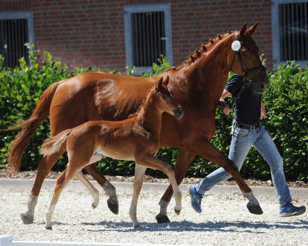 dressage horse Stute von For Final (Westphalian, 2018, from For Final)