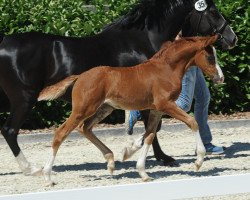 jumper Penny Lane 388 (German Riding Pony, 2018, from Pinocchio S.w.)