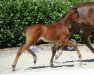 dressage horse Champerio Equesta (Westphalian, 2018, from Champagner)