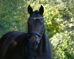 broodmare Anaconda 47 (Oldenburg, 2005, from Abke 4)