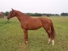 broodmare Welle (Hanoverian, 2003, from Westernhagen)