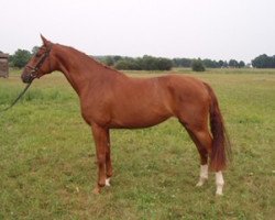 broodmare Welle (Hanoverian, 2003, from Westernhagen)