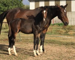 Springpferd Justperfect du Soleil (Selle Français, 2019, von Diarado)