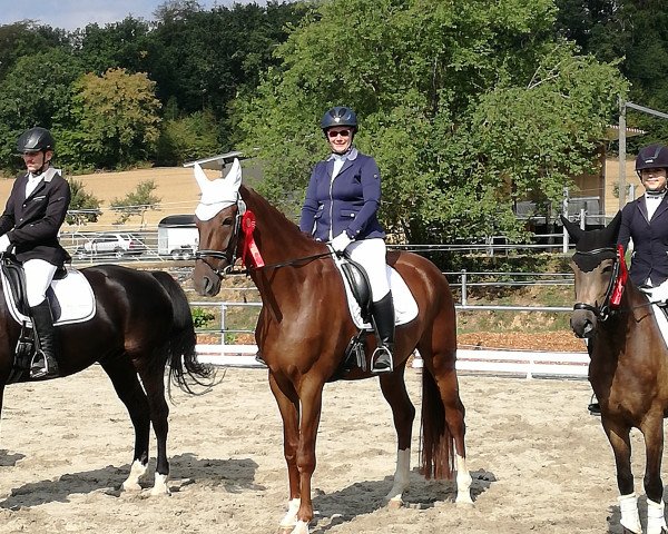 dressage horse Loureiro (Hanoverian, 2012, from Henglein's Licosto)