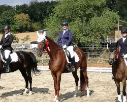 dressage horse Loureiro (Hanoverian, 2012, from Henglein's Licosto)