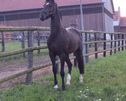 jumper Rashido (Württemberger, 2010, from Royaldik)