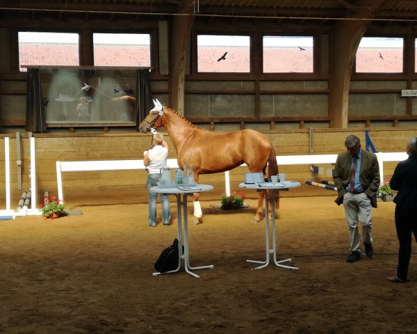 dressage horse Qashqaia (Hanoverian, 2012, from Quaterhall)